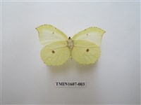 藏品(臺灣鉤粉蝶)的圖片